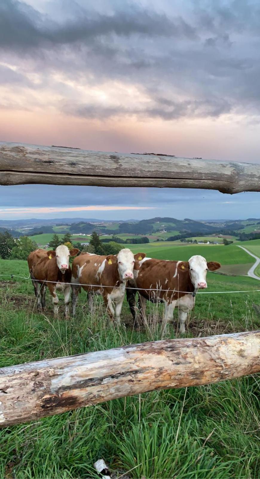 Ferienwohnung Im Muehlviertler Panorama Vierseithof Lembach im Mühlkreis Eksteriør bilde